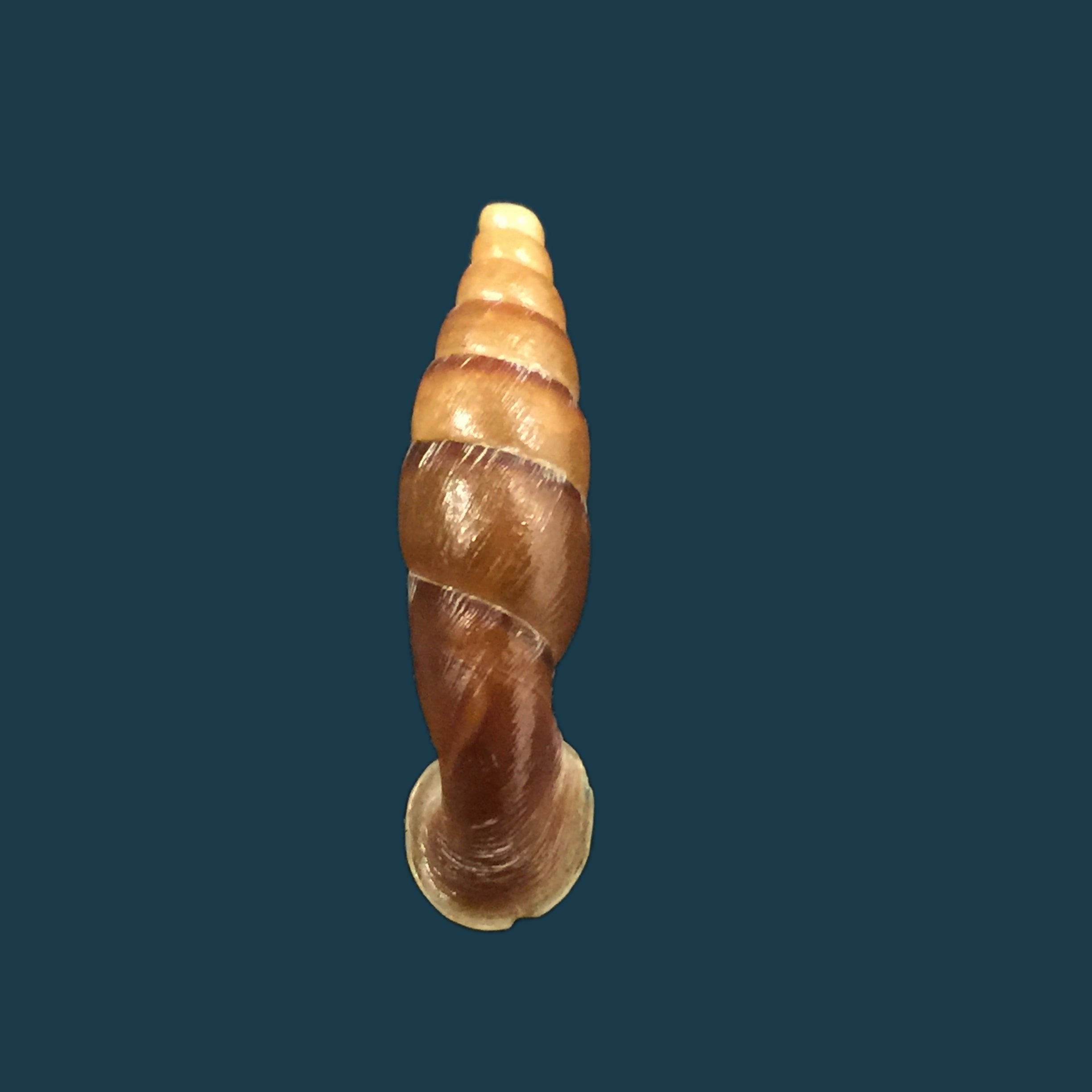 Tropidauchenia dorri (Bavay & Dautzenberg, 1899) - 26,5毫米