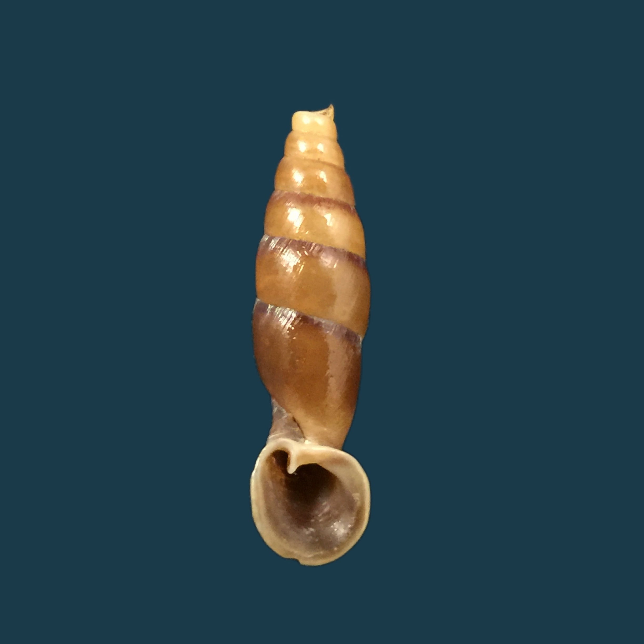 Tropidauchenia dorri (Bavay & Dautzenberg, 1899) - 26,5毫米