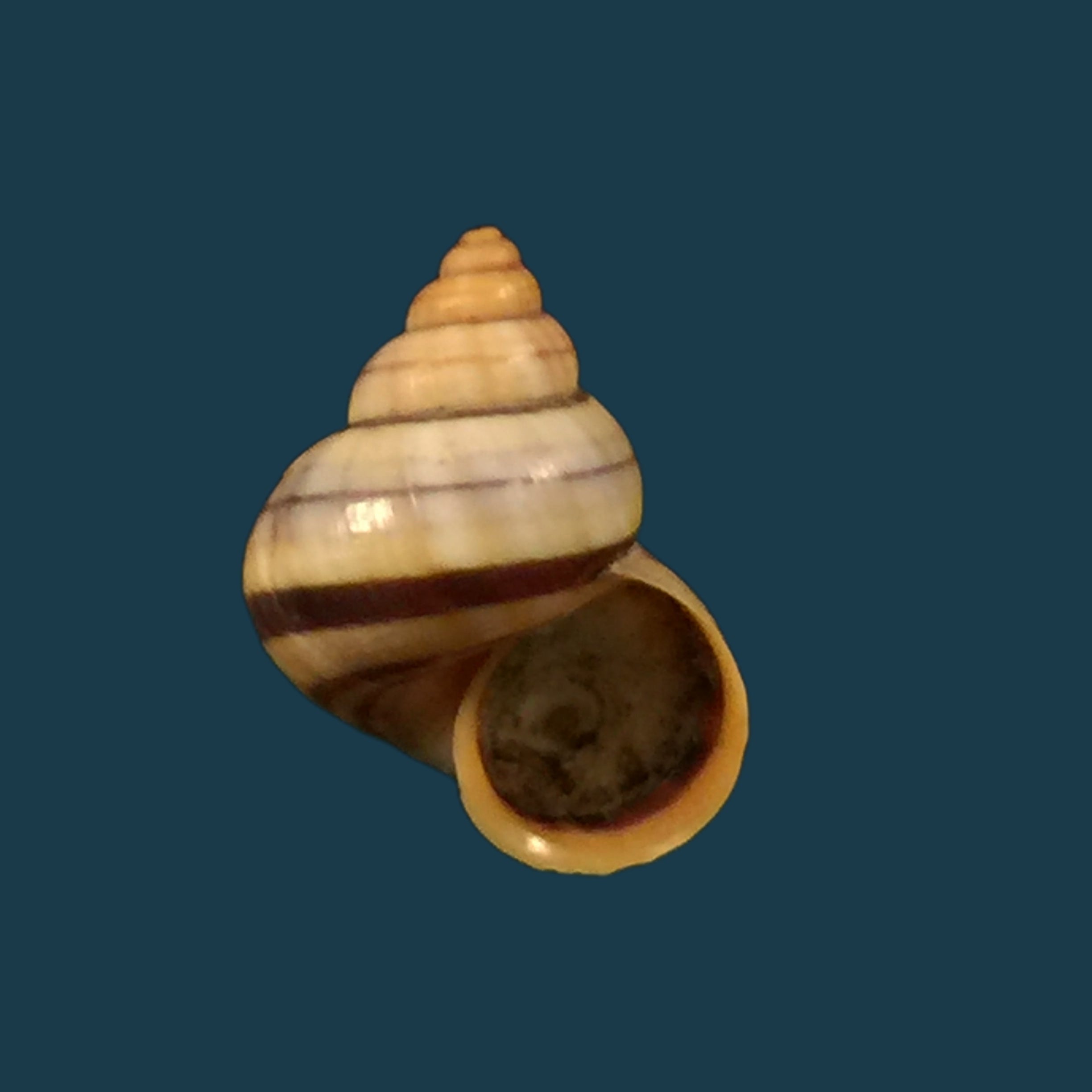 Tropidophora alluaudi (Dautzenberg, 1894) - 18 毫米