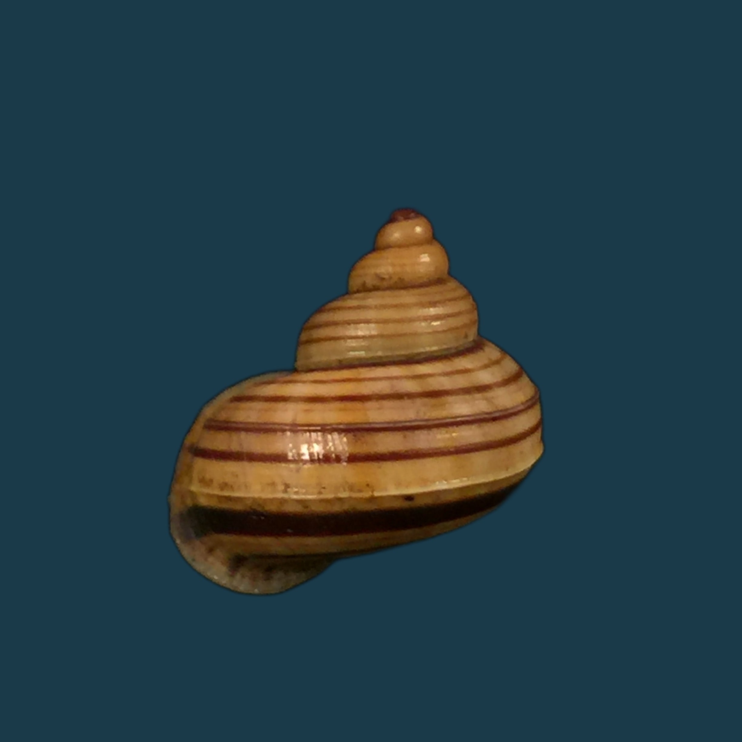 Tropidophora perinetensis Fischer-Piette & Bedoucha, 1965 - 17mm
