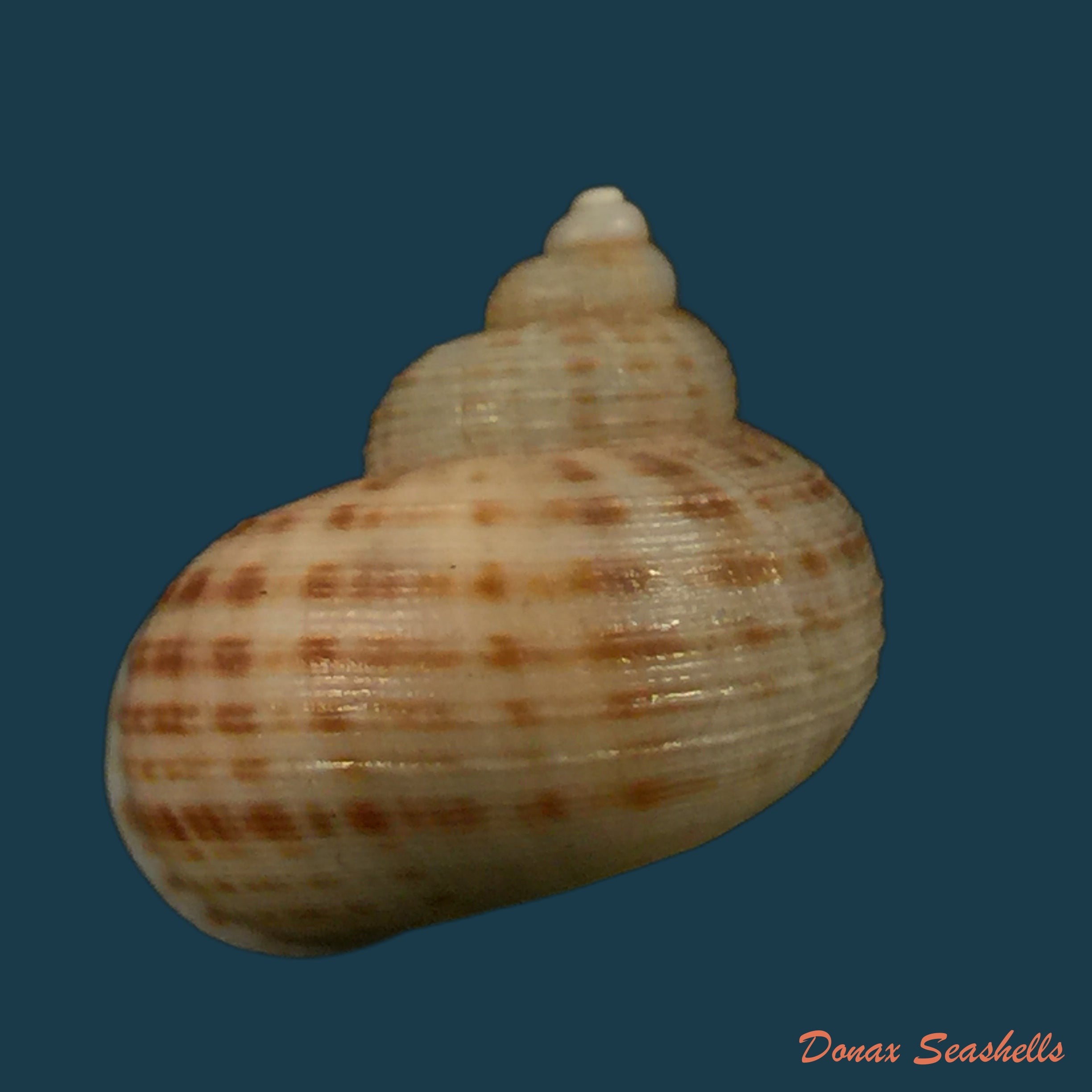 copia-de-tropidophora-perinetensis-fischer-piette-bedoucha-1965-17mm