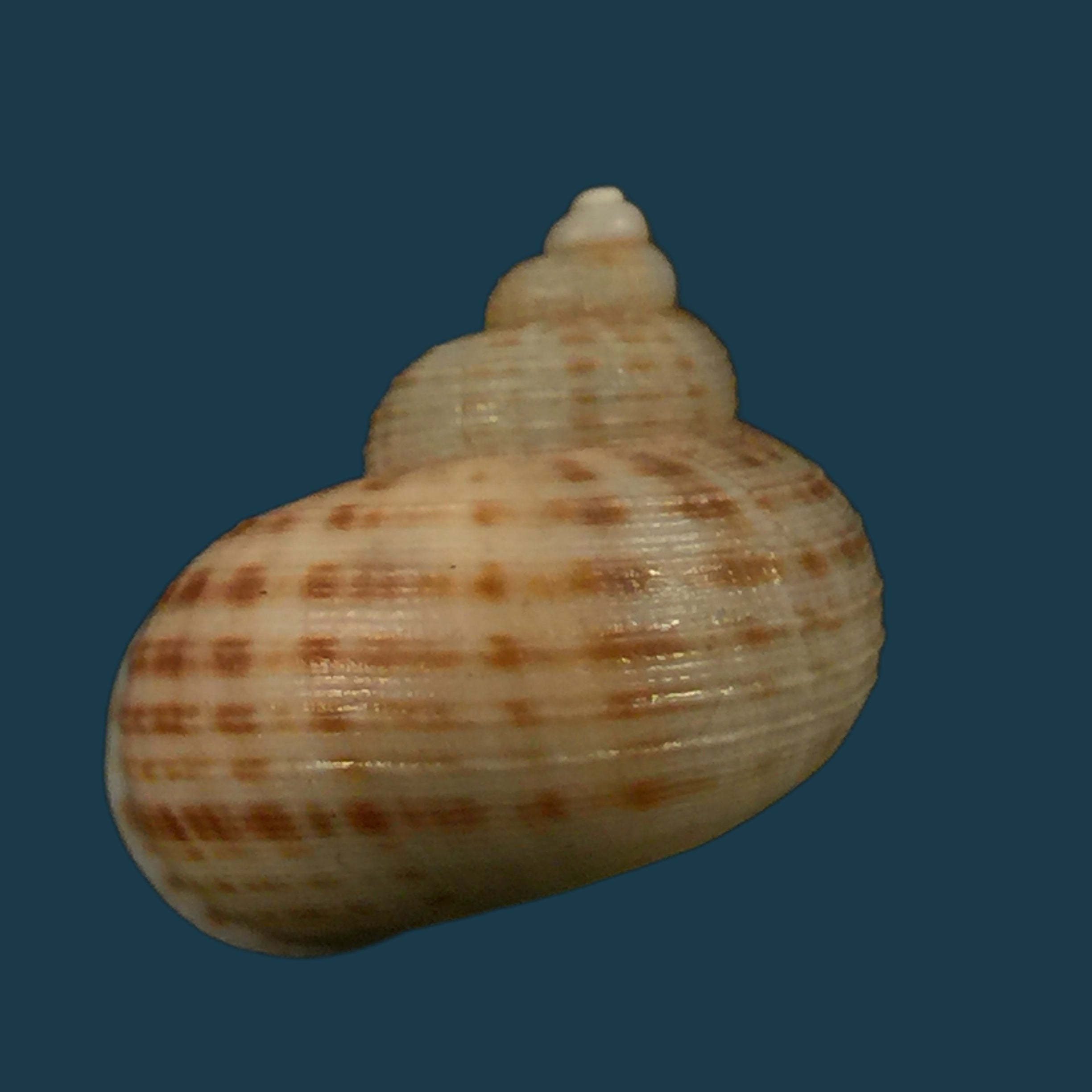 Tropidophora pulchella (GB Sowerby II, 1843) - 17,1mm