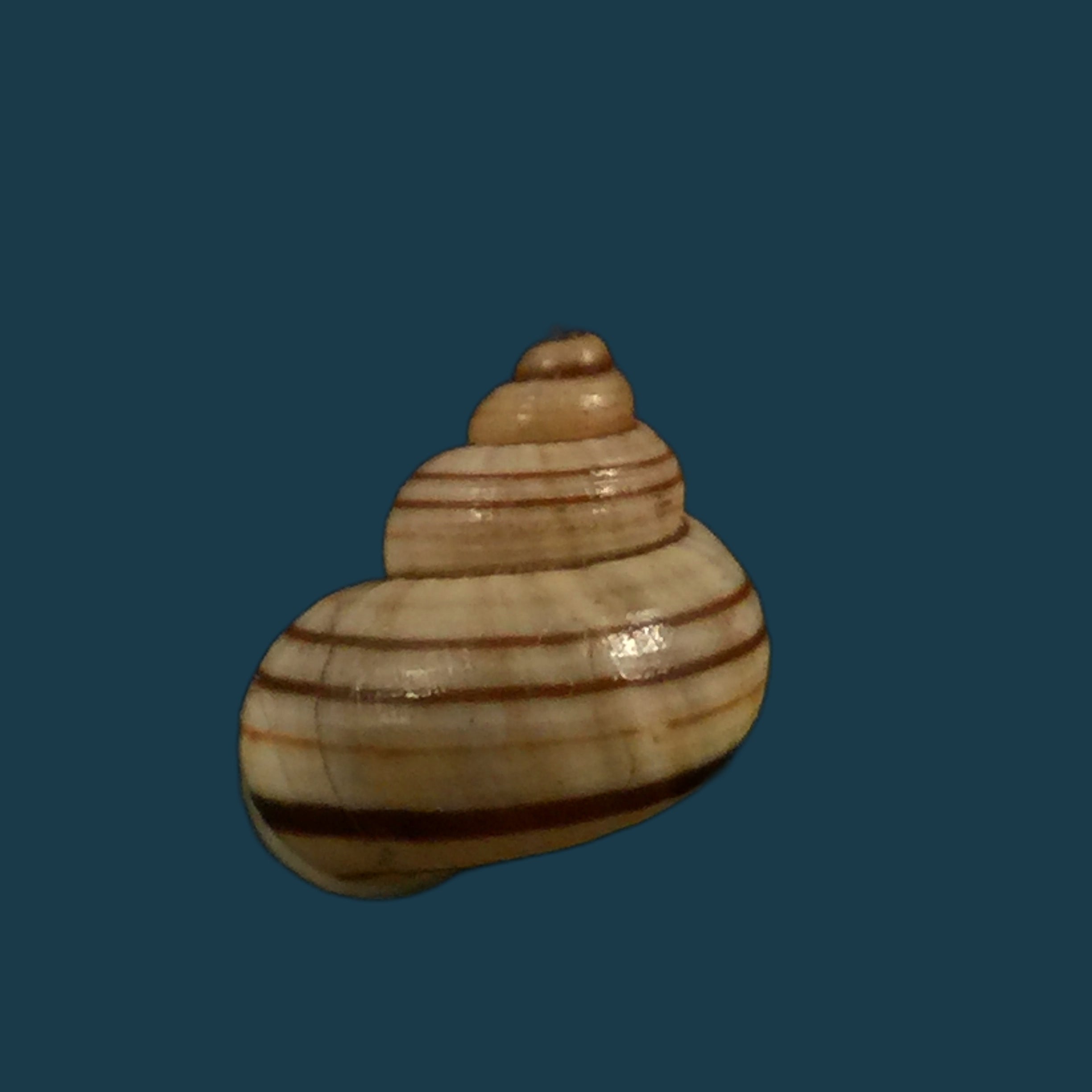Tropidophora goudotiana (GB Sowerby II, 1853) - 11,4毫米