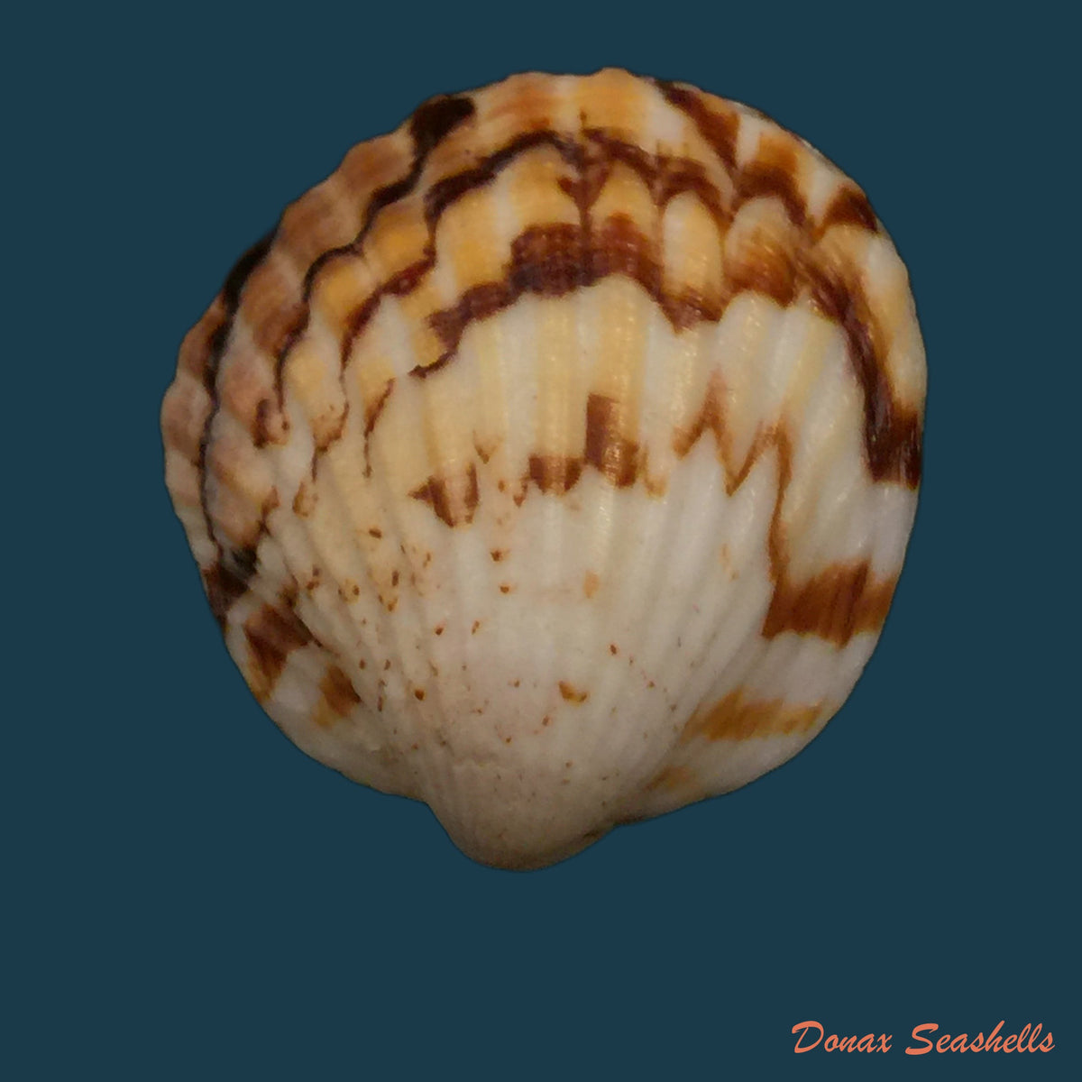 copia-de-tucetona-auriflua-reeve-1843-36-5mm