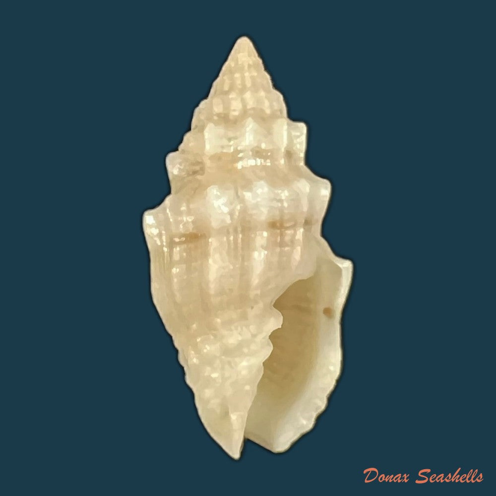 copia-de-vexillum-cadaverosum-reeve-1844-16-6mm-2