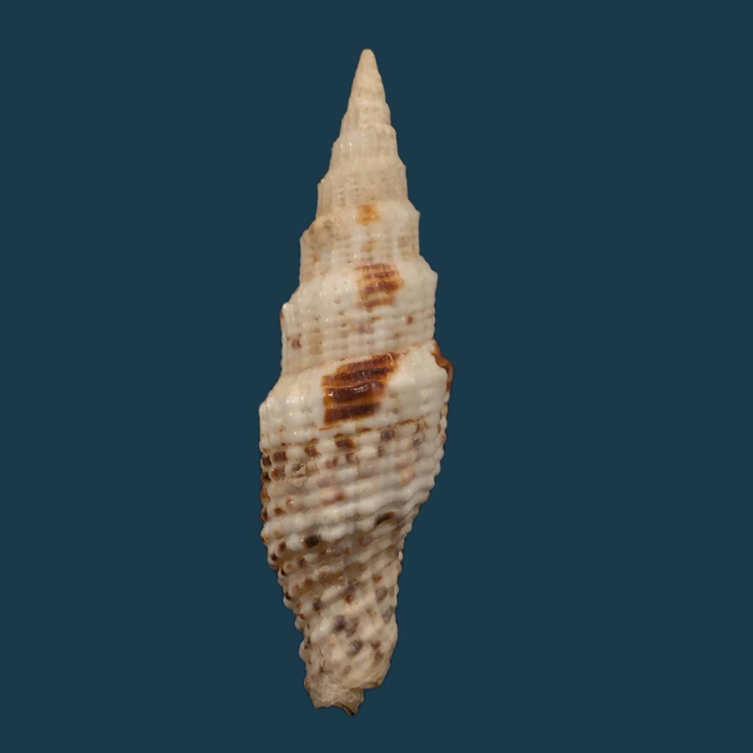 Vexillum mirabile (A. Adams, 1853) - 48,4mm