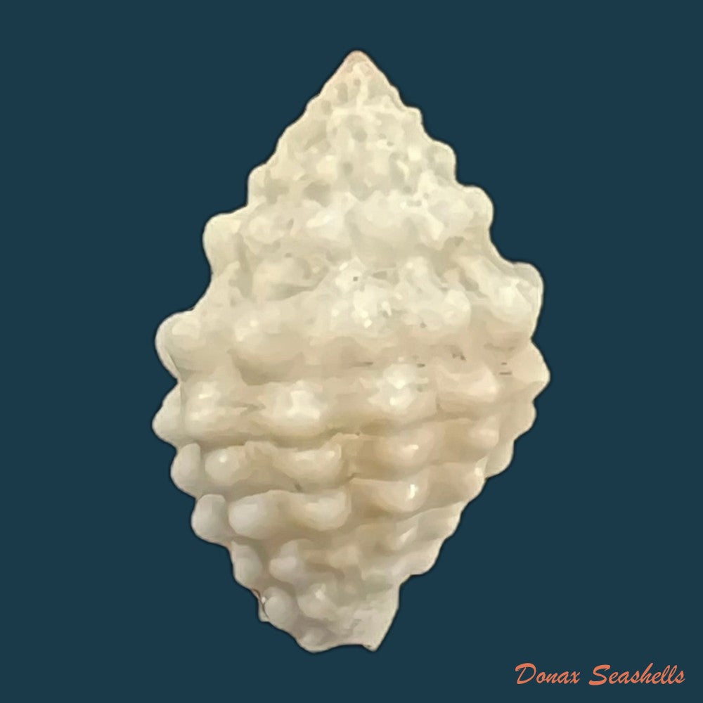copia-de-vexillum-cancellarioides-anton-1838-14-6mm