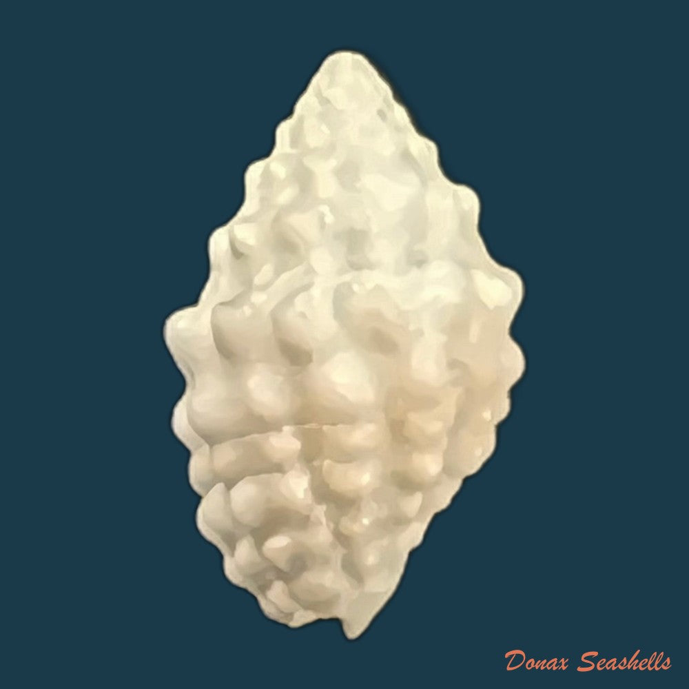 copia-de-vexillum-cancellaroides-anton-1839-13-3mm