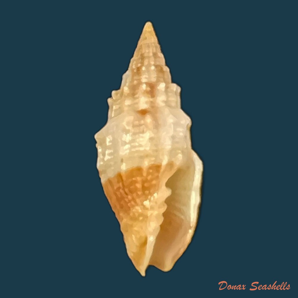 copia-de-vexillum-echinatum-a-adams-1853-19-3mm-3