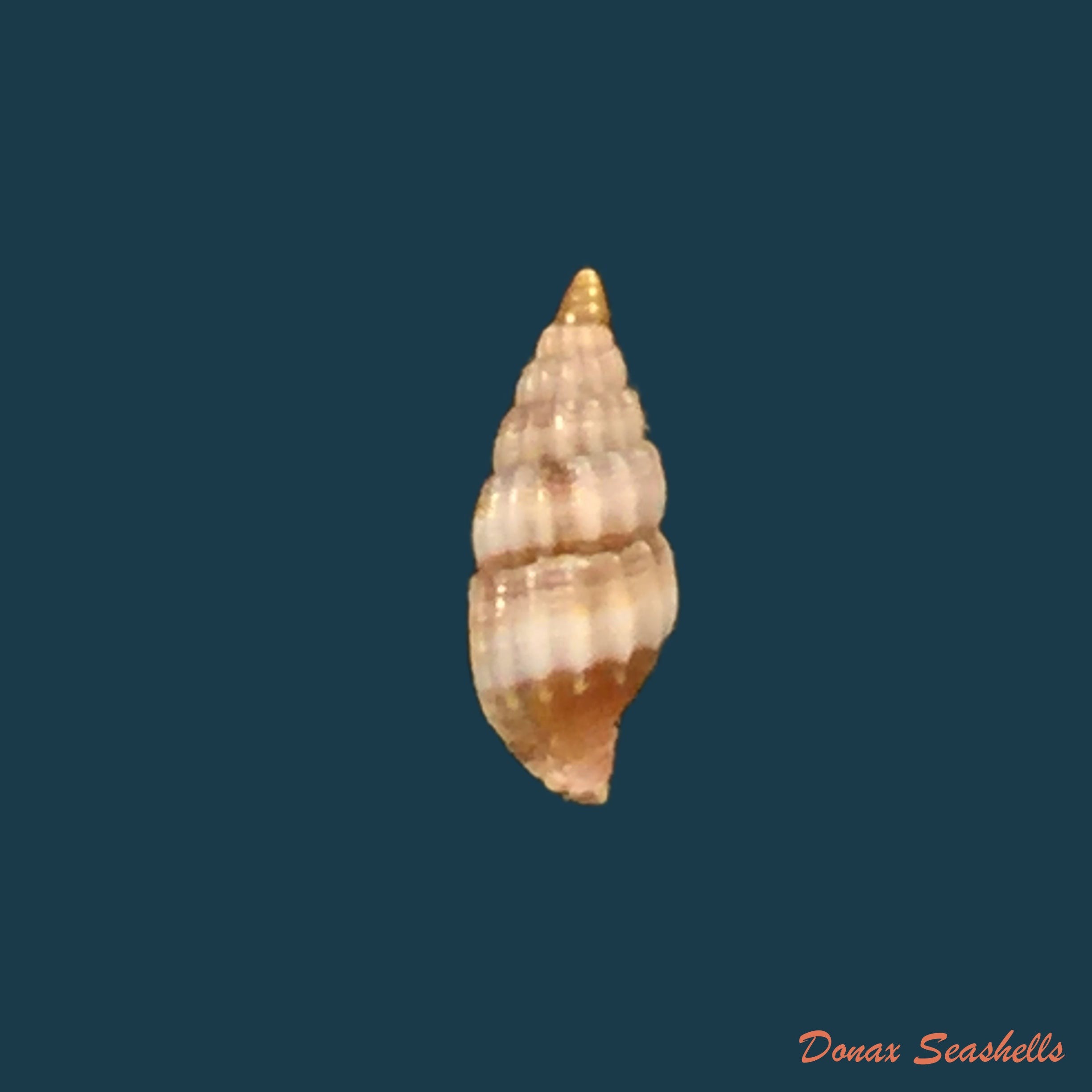 copia-de-vexillum-epiphaneum-rehder-1943-8-5mm