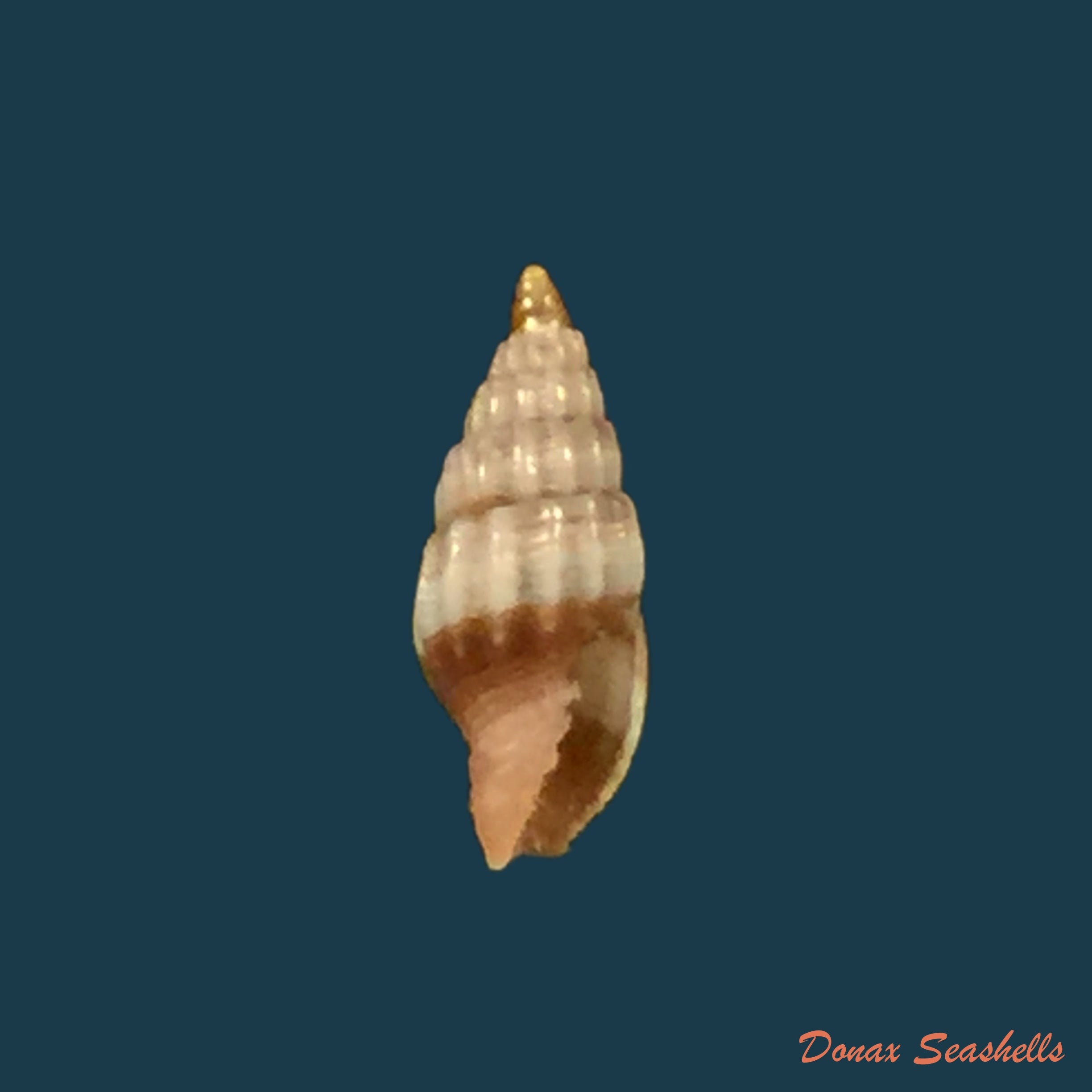 copia-de-vexillum-epiphaneum-rehder-1943-8-5mm