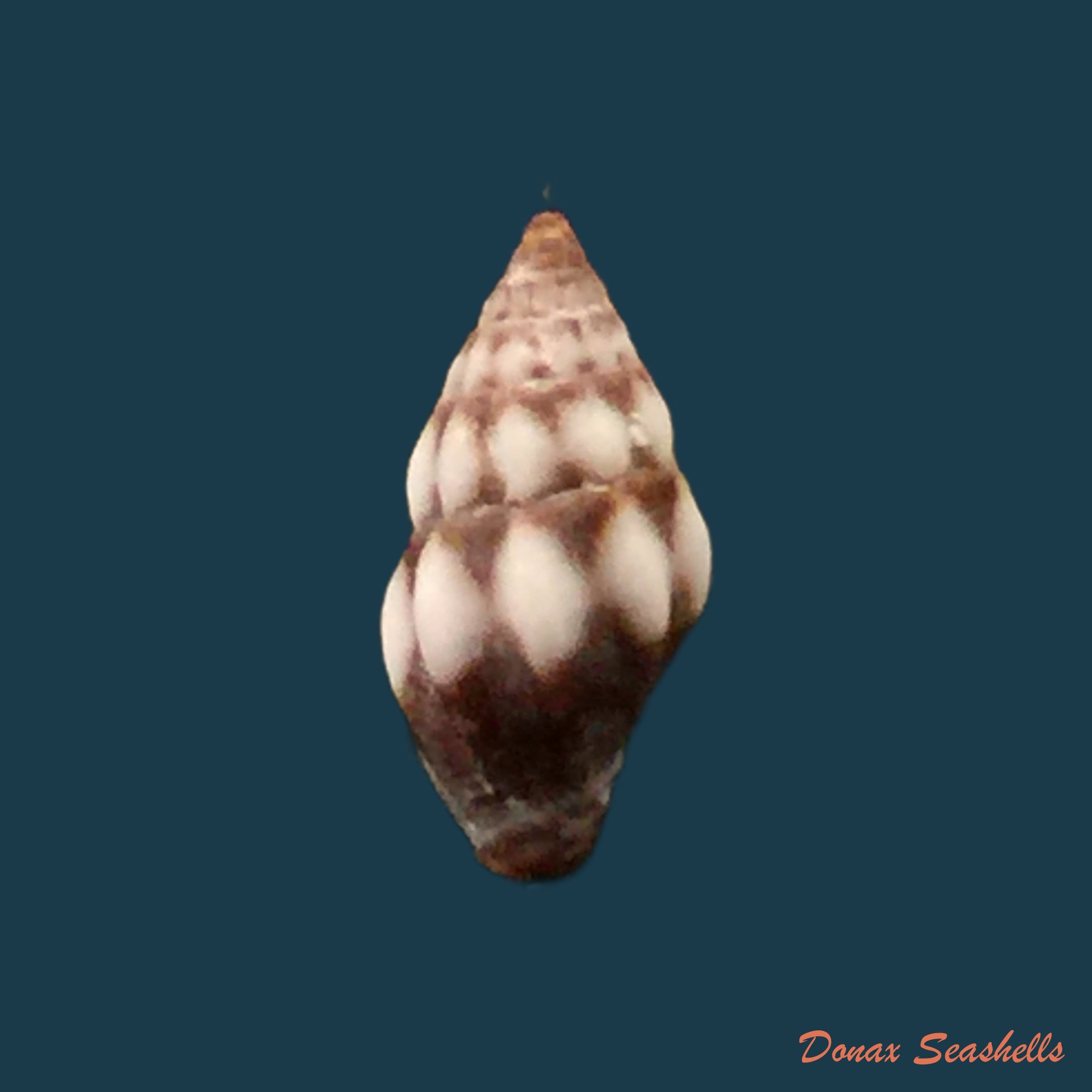 copia-de-vexillum-exasperatum-gmelin-1791-23-2mm