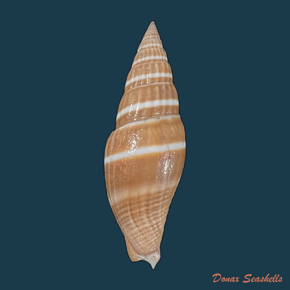 copia-de-vexillum-formosense-g-b-sowerby-iii-1889-44-3mm