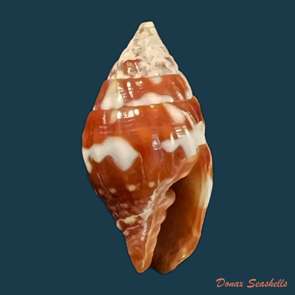 copia-de-vexillum-pardale-kuster-1840-15mm
