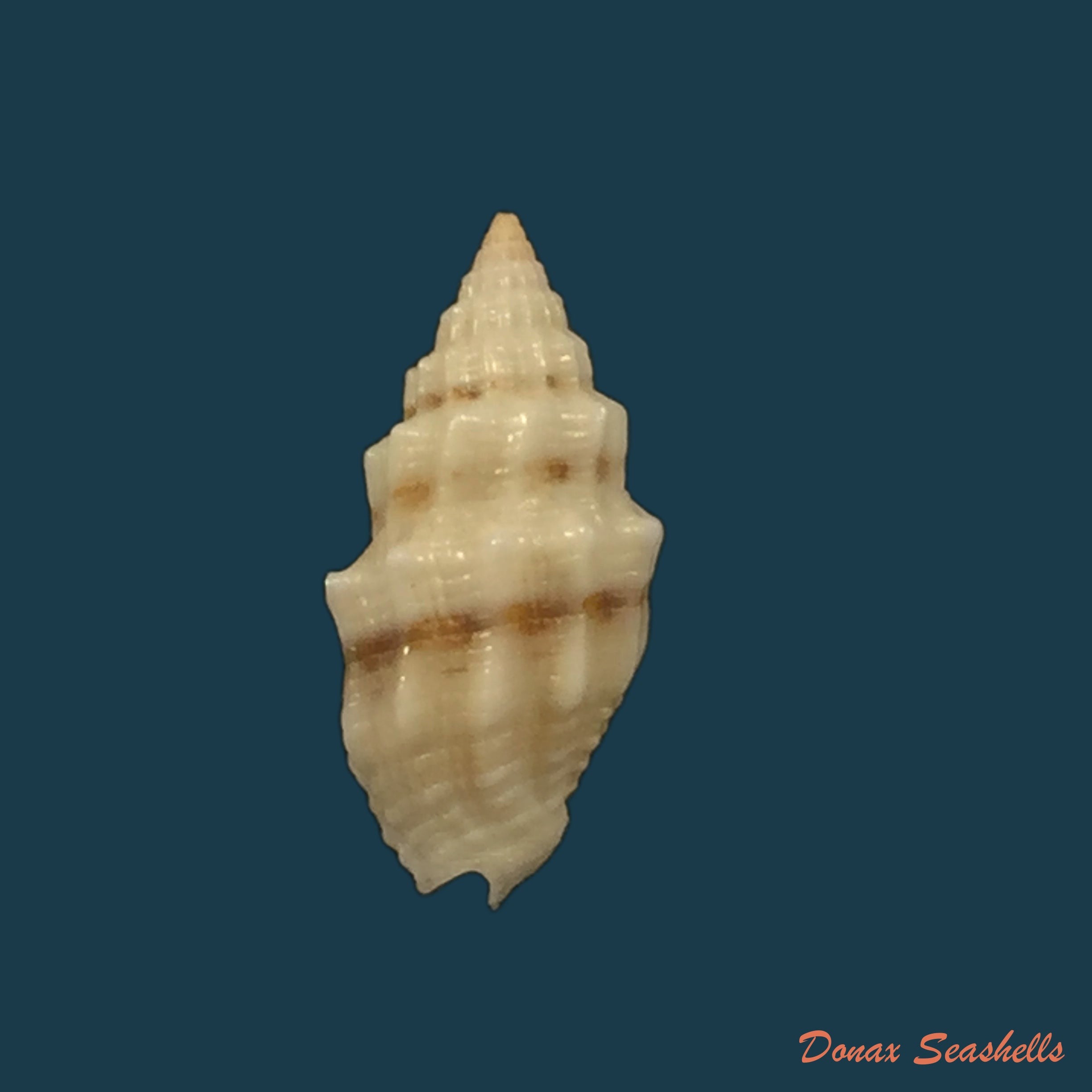 copia-de-vexillum-unifasciale-lamarck-1811-18-7mm
