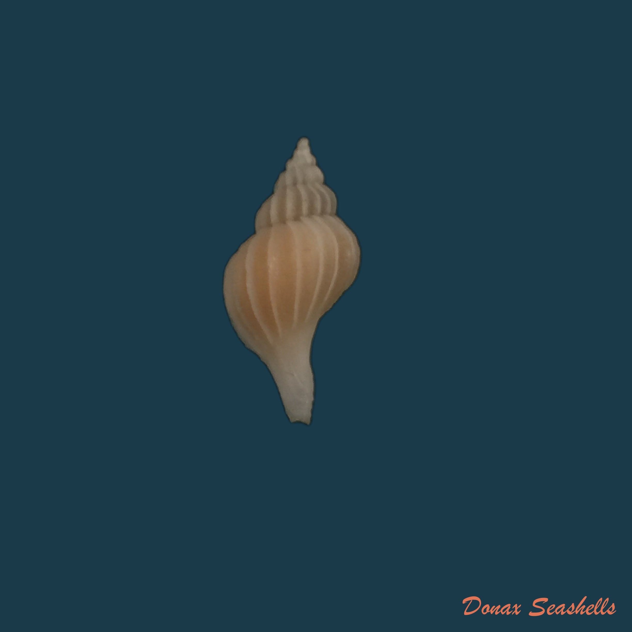 copia-de-vokesimurex-garciai-petuch-1987-51-5mm