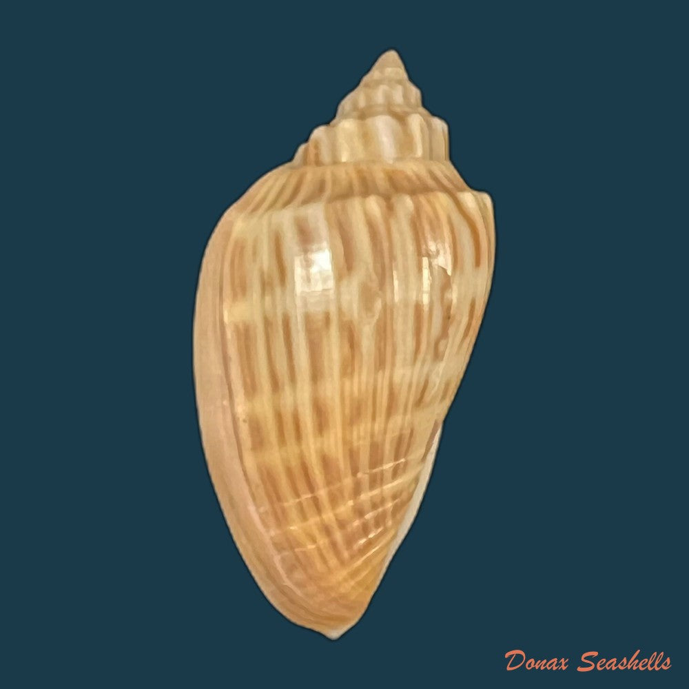 copia-de-zidona-dufresnei-donovan-1823-165-8mm