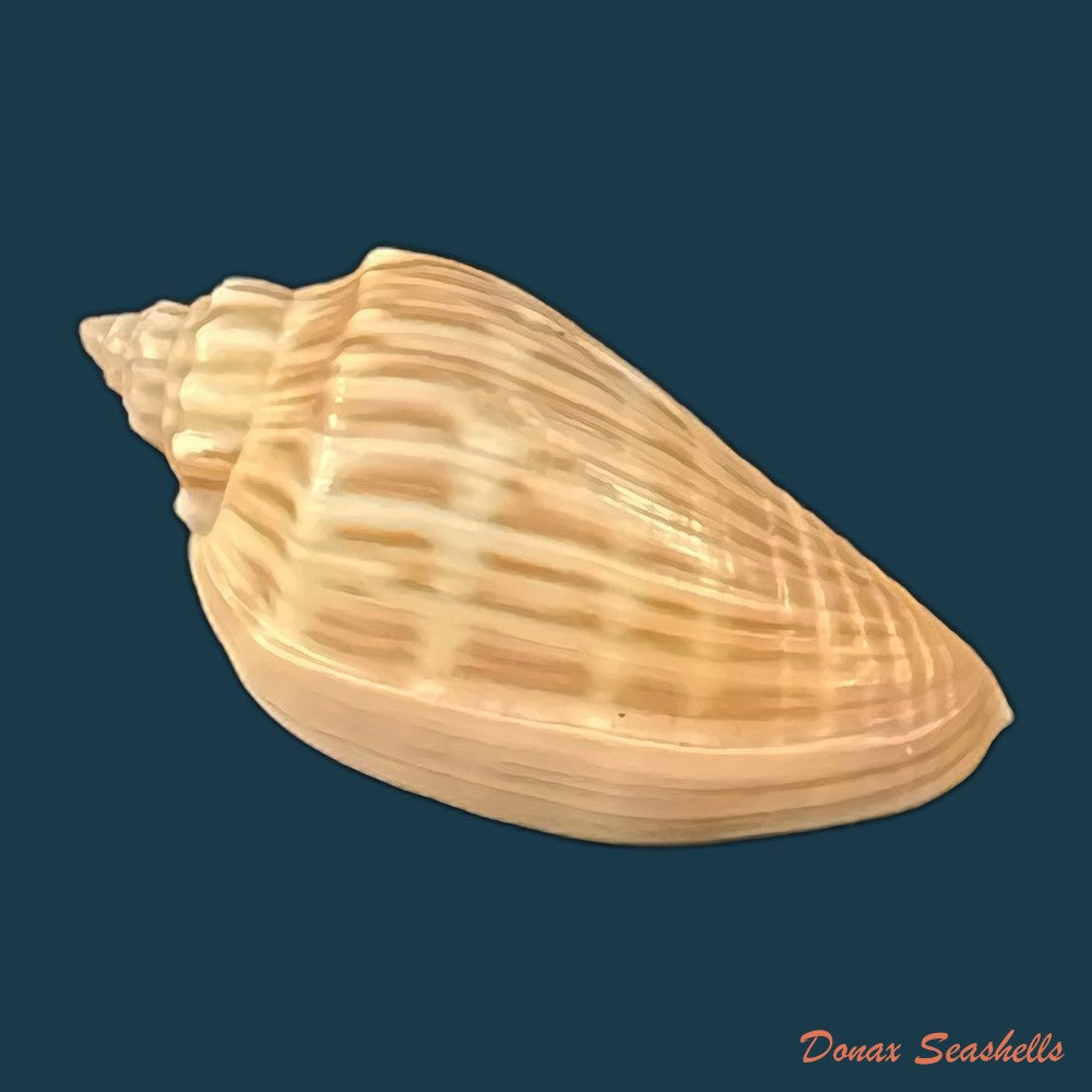 copia-de-zidona-dufresnei-donovan-1823-165-8mm