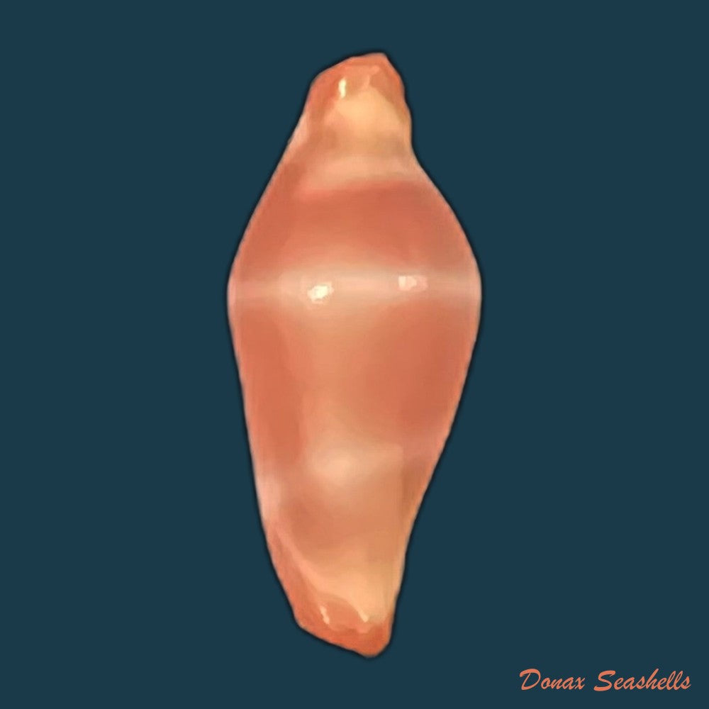 crenavolva-striatula-g-b-sowerby-i-1828-10mm-copia