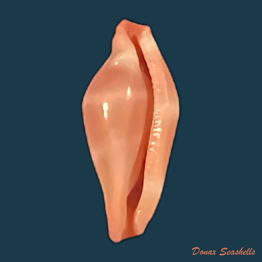 crenavolva-striatula-g-b-sowerby-i-1828-10mm-copia