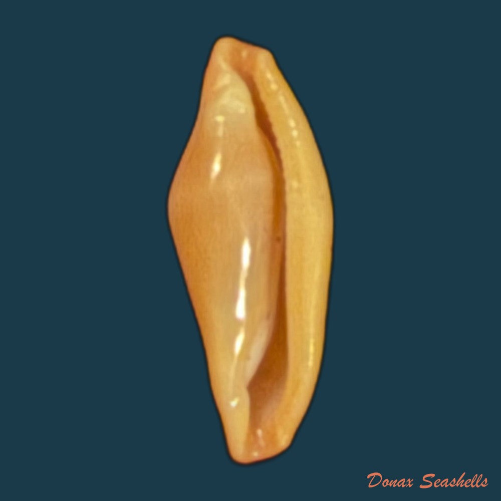 crenavolva-traillii-a-adams-1856-10-9mm-copia