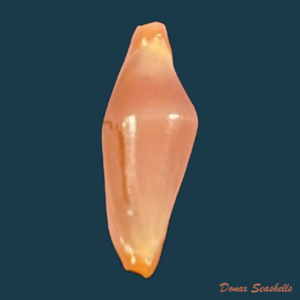 crenavolva-traillii-a-adams-1856-11-7mm-copia