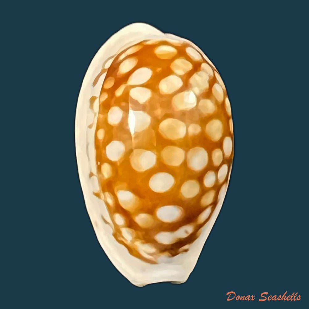 cribrarula-cribraria-linnaeus-1758-23-9mm-copia