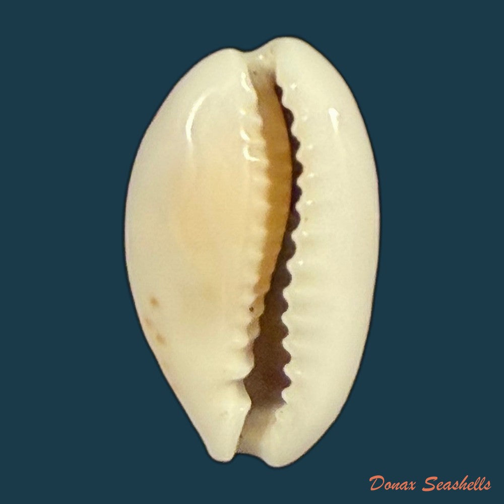 cribrarula-francescoi-lorenz-2002-22-3mm-copia-1