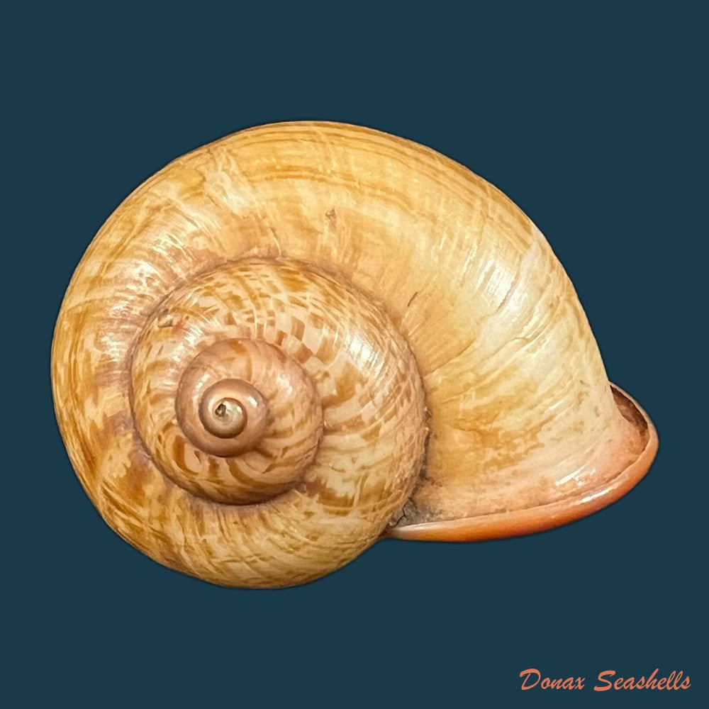 cyclophorus-martensianus-mollendorff-1874-17-9mm-copia