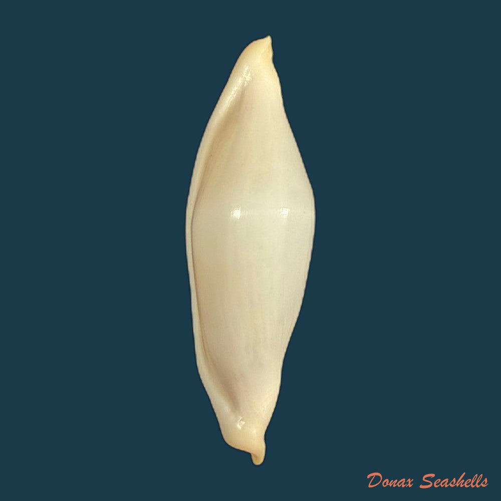 cyphoma-intermedium-g-b-sowerby-i-1828-32-1mm-copia-1