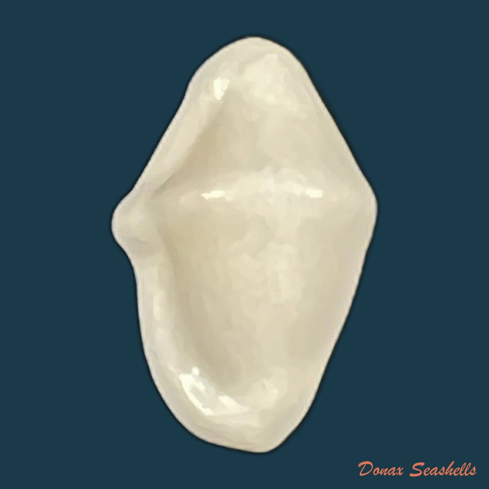cyphoma-macumba-petuch-1979-30-3mm-copia