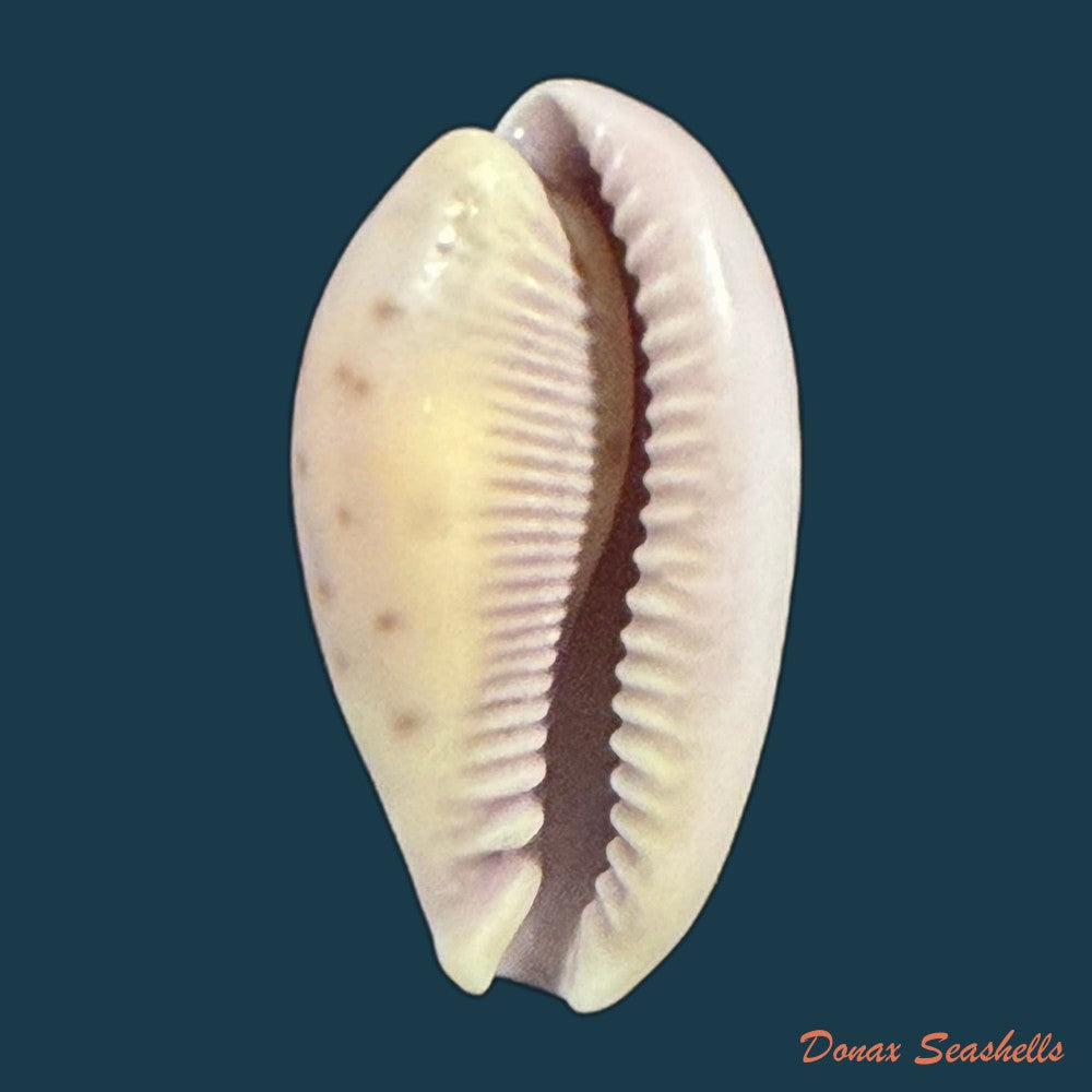cypraea-bistrinotata-samarensis-lorenz-2014-18-5mm-copia-1