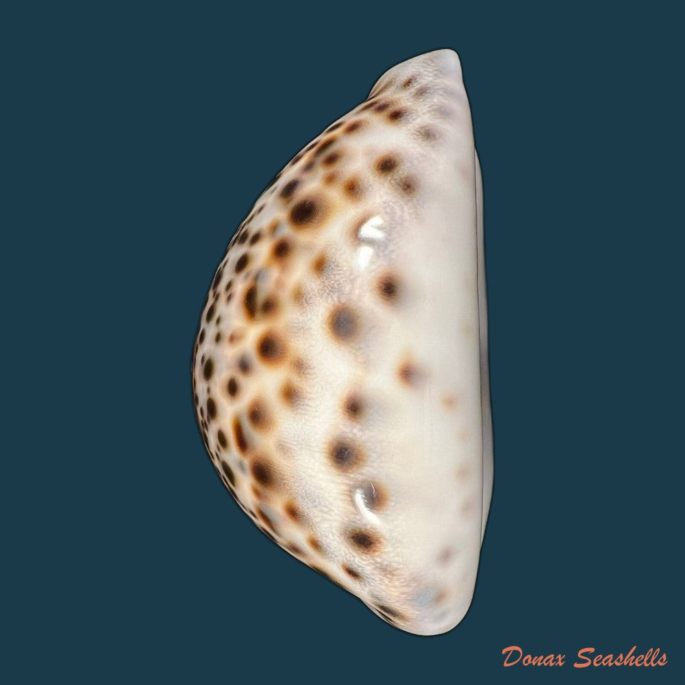 cypraea-tigris-linnaeus-1758-90mm-copia