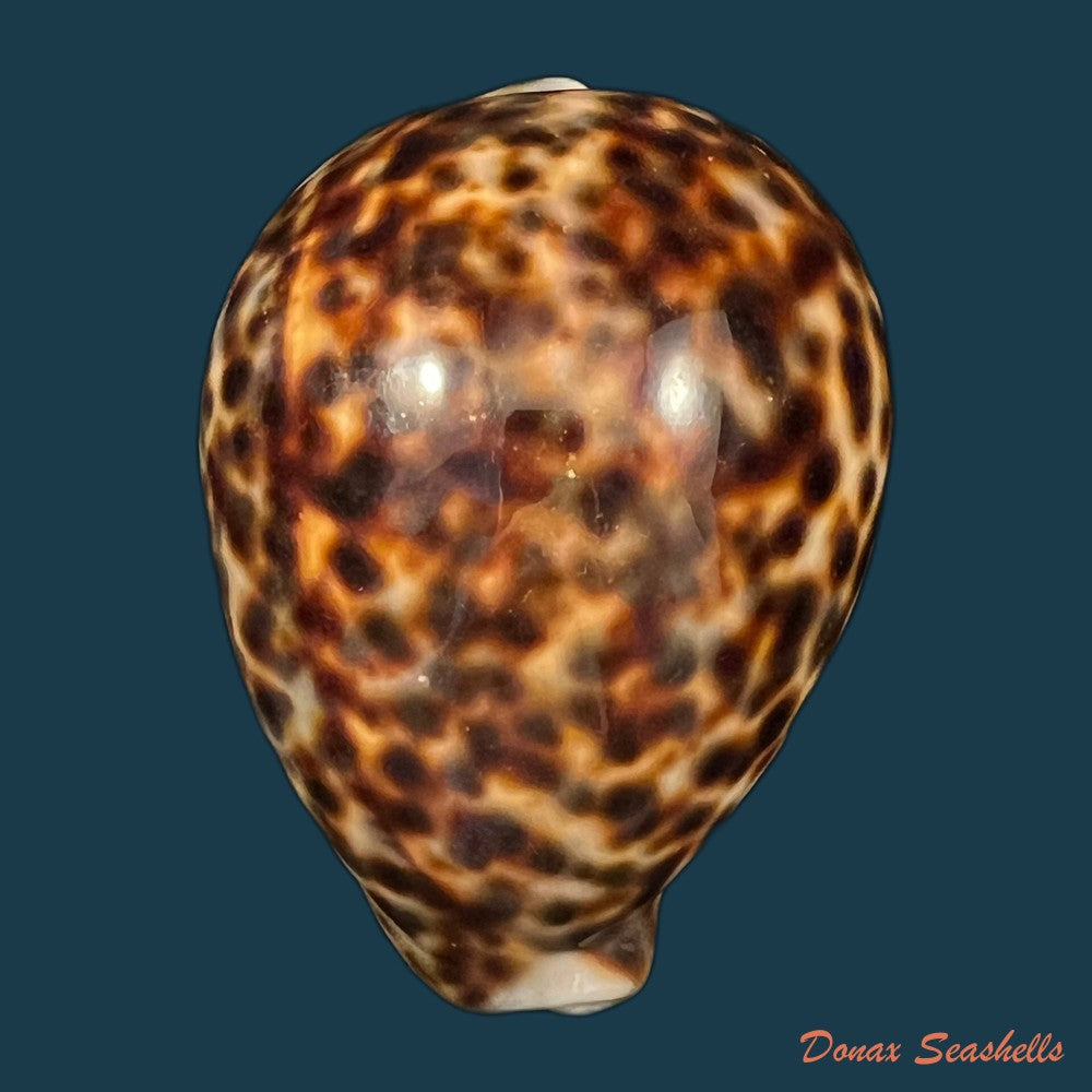 cypraea-tigris-linnaeus-1758-92-4mm-copia