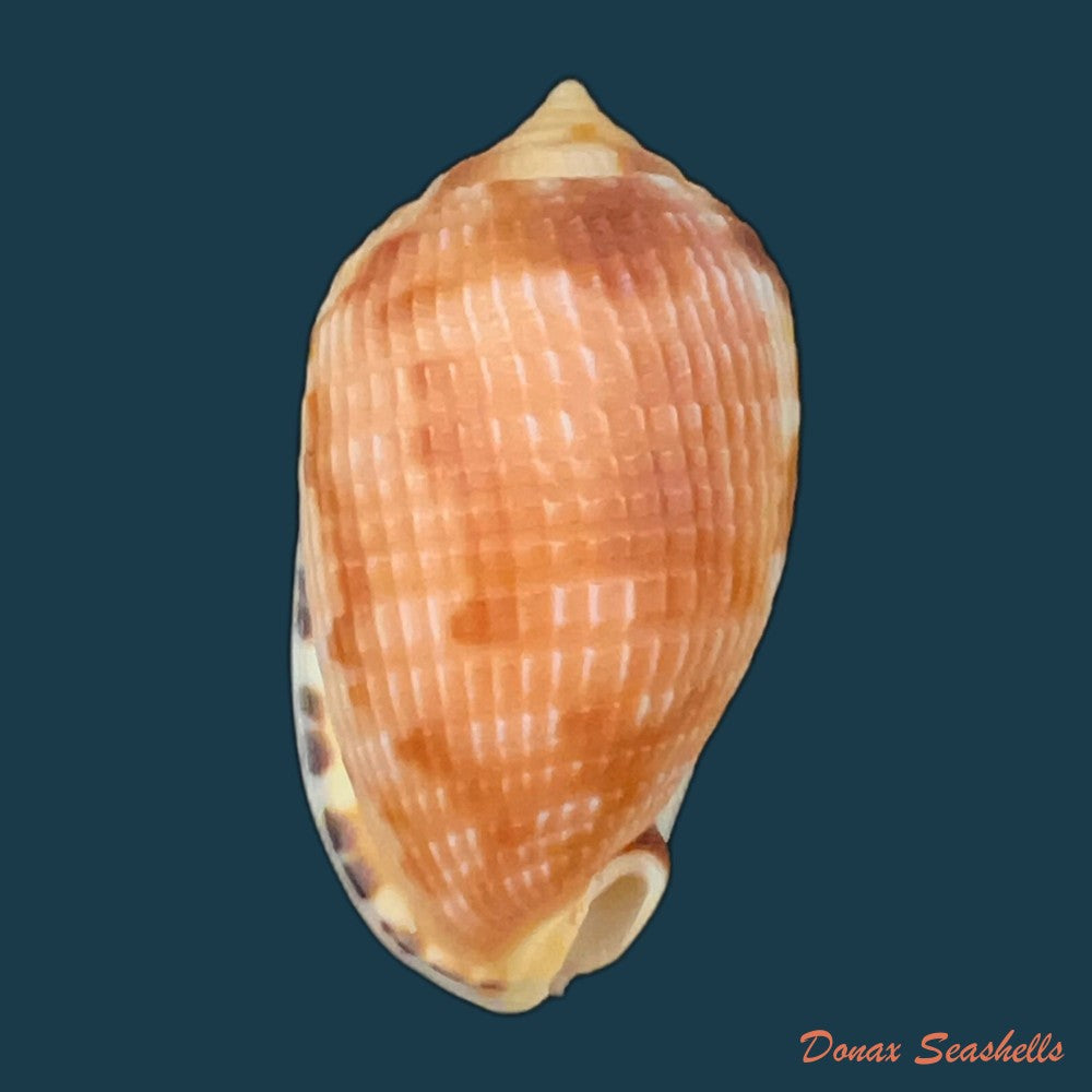 cypraecassis-testiculus-linnaeus-1758-44-6mm-copia