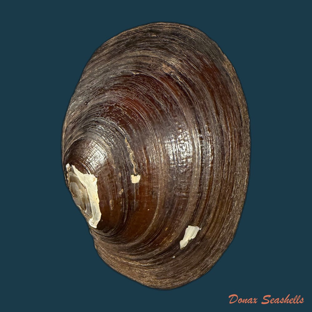 diplodon-deceptus-simpson-1914-62-1mm-copia