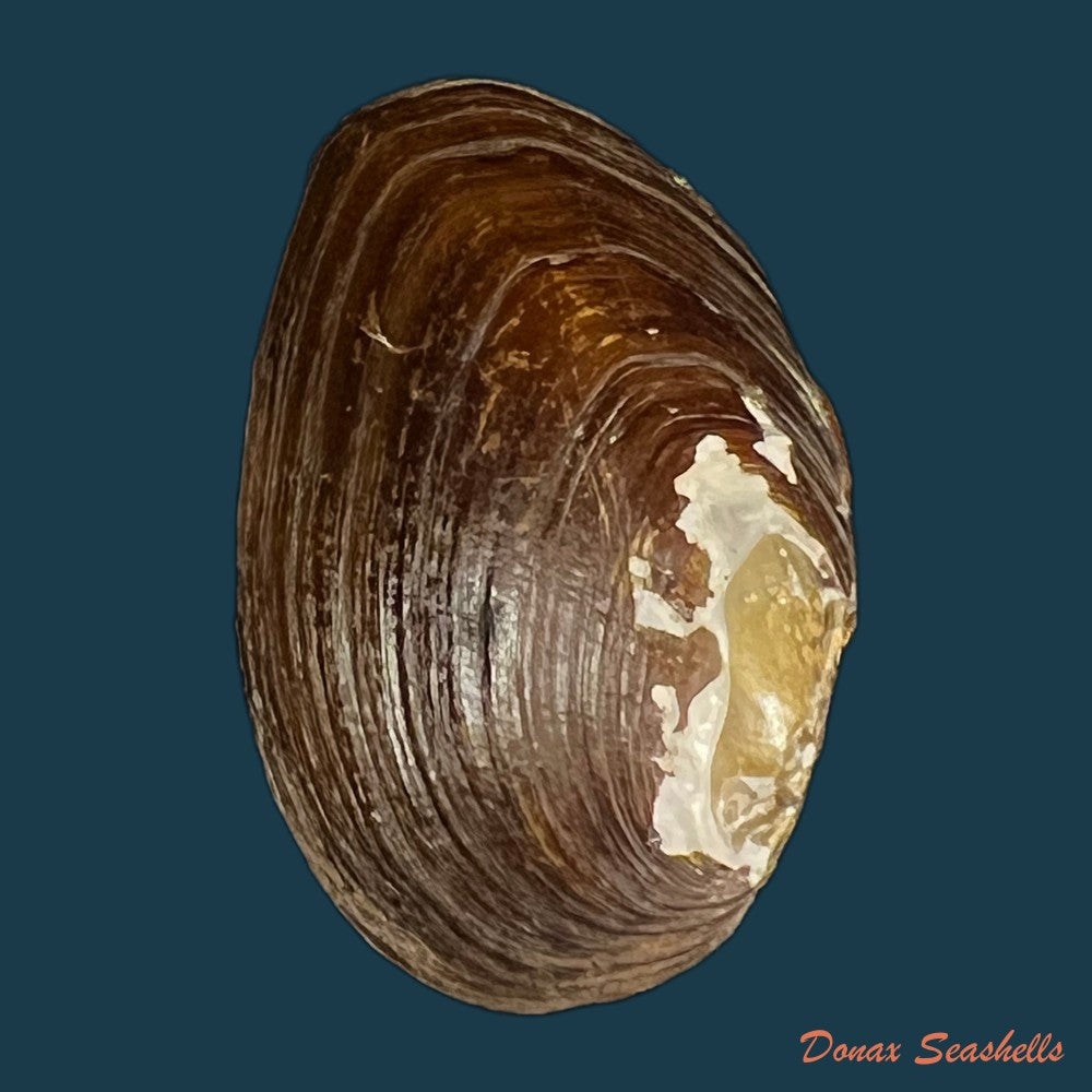 diplodon-expansus-kuster-1856-47-9mm-copia