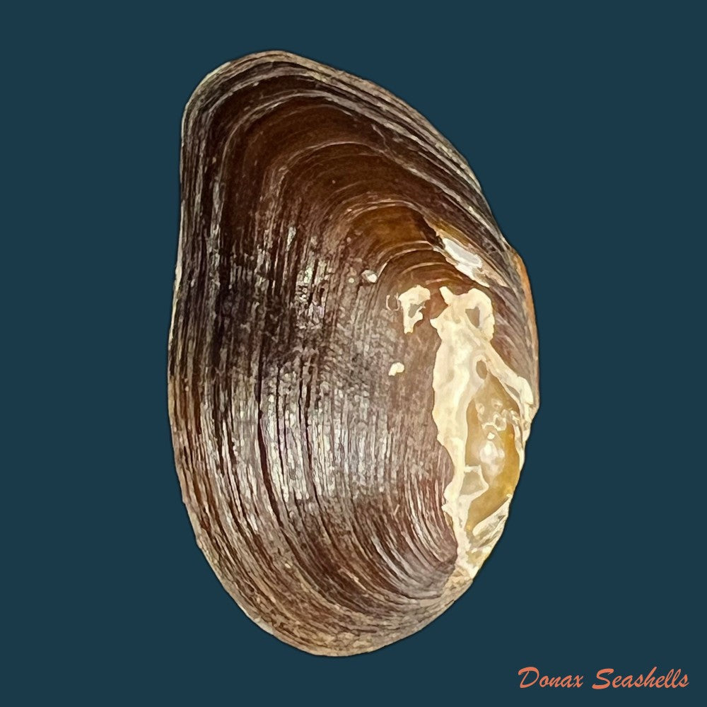 diplodon-expansus-kuster-1856-48mm-copia