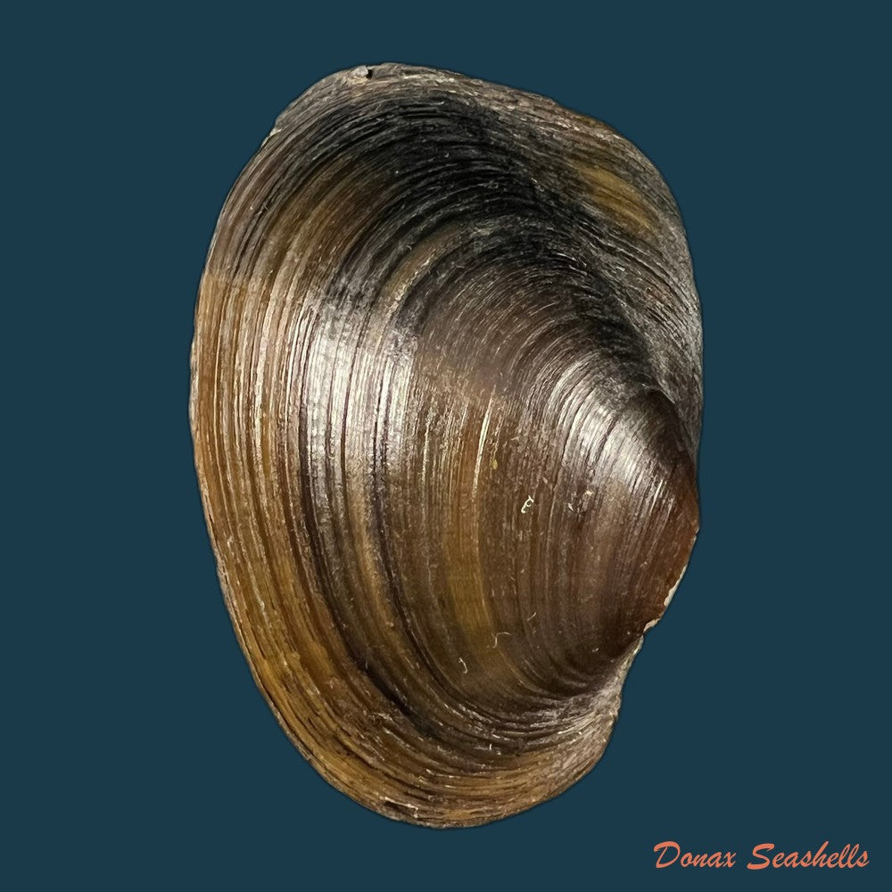 diplodon-suavidicus-i-lea-1856-61-1mm-copia