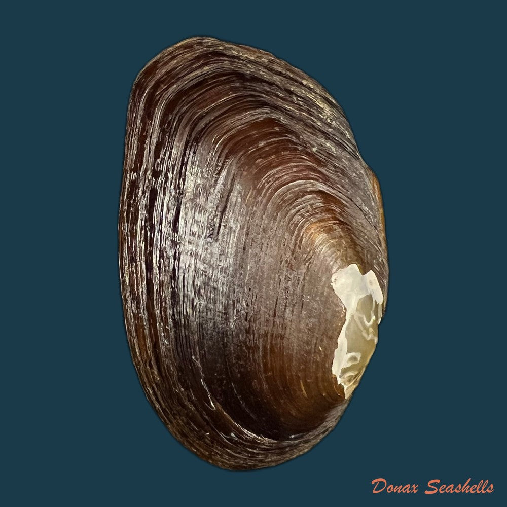 diplodon-suavidicus-i-lea-1856-64-9mm-copia