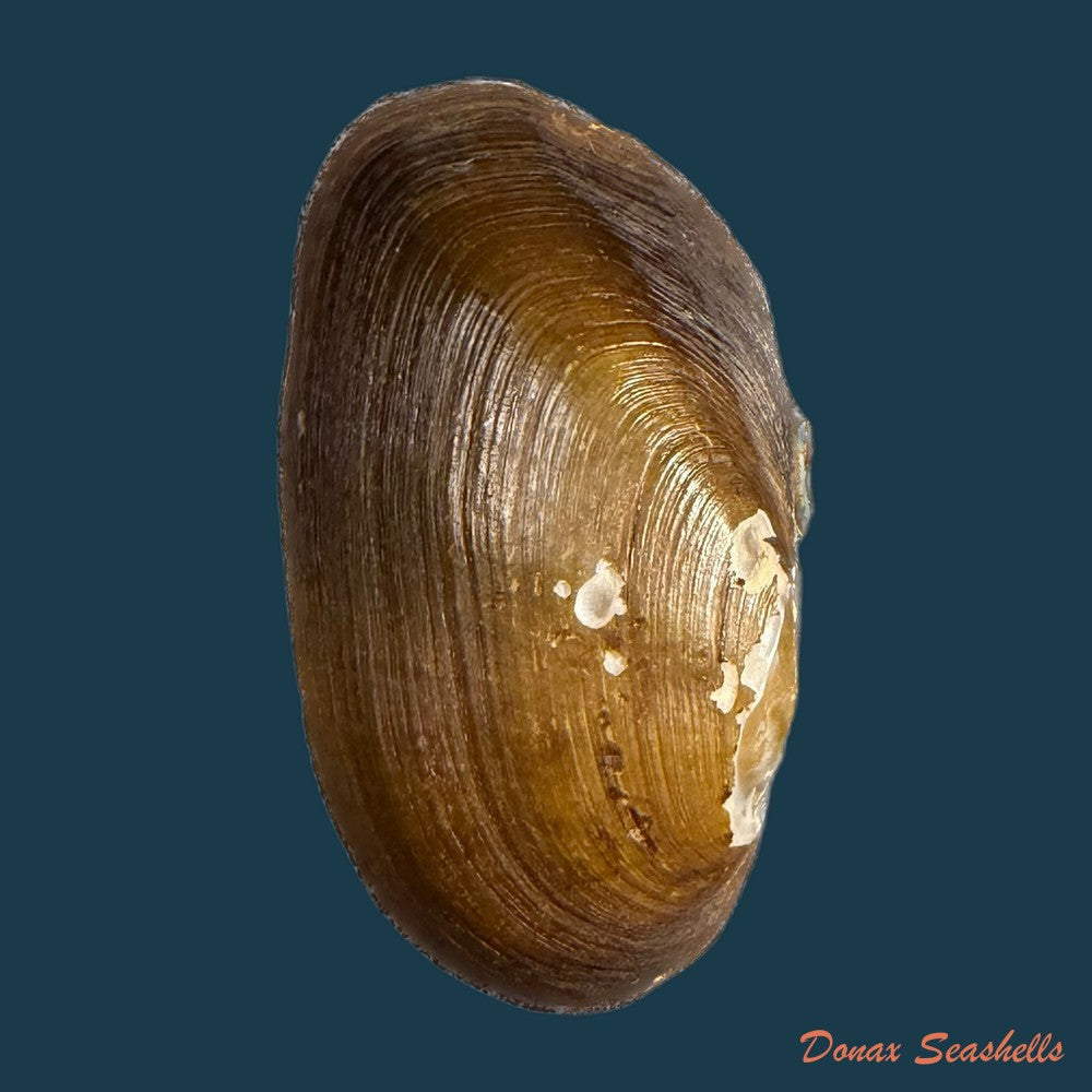 diplodon-suavidicus-i-lea-1856-71-2mm-copia