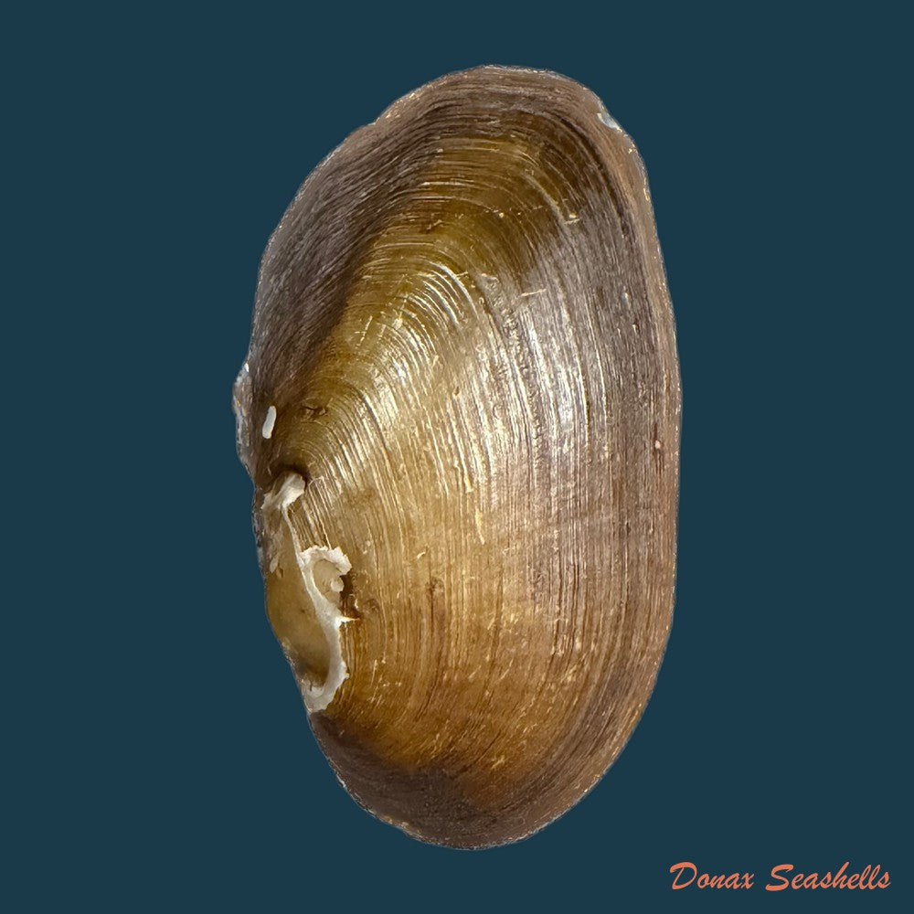 diplodon-suavidicus-i-lea-1856-71-2mm-copia