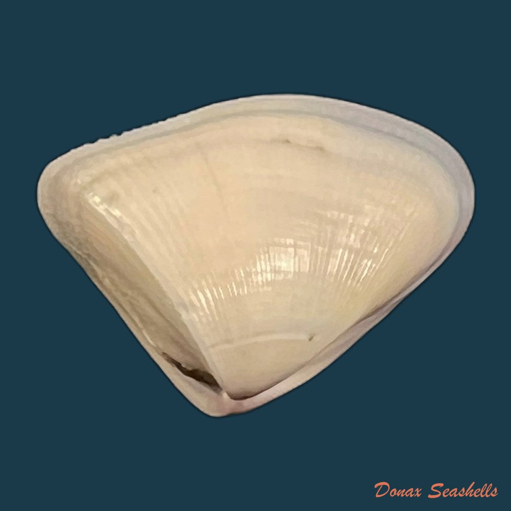donax-striatus-linnaeus-1767-24-3mm-copia