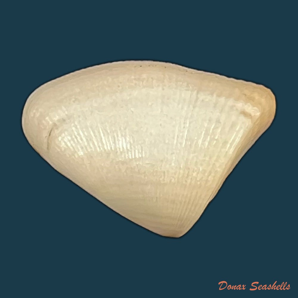 donax-striatus-linnaeus-1767-25-5mm-copia
