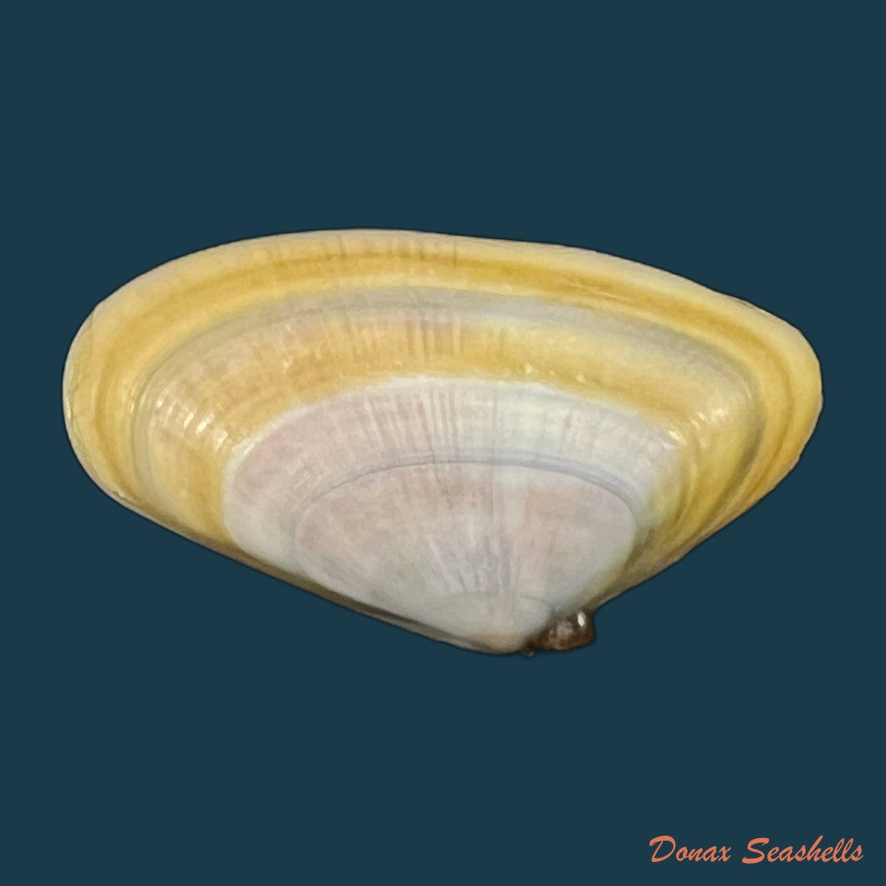 donax-trunculus-linnaeus-1758-29-8mm-copia