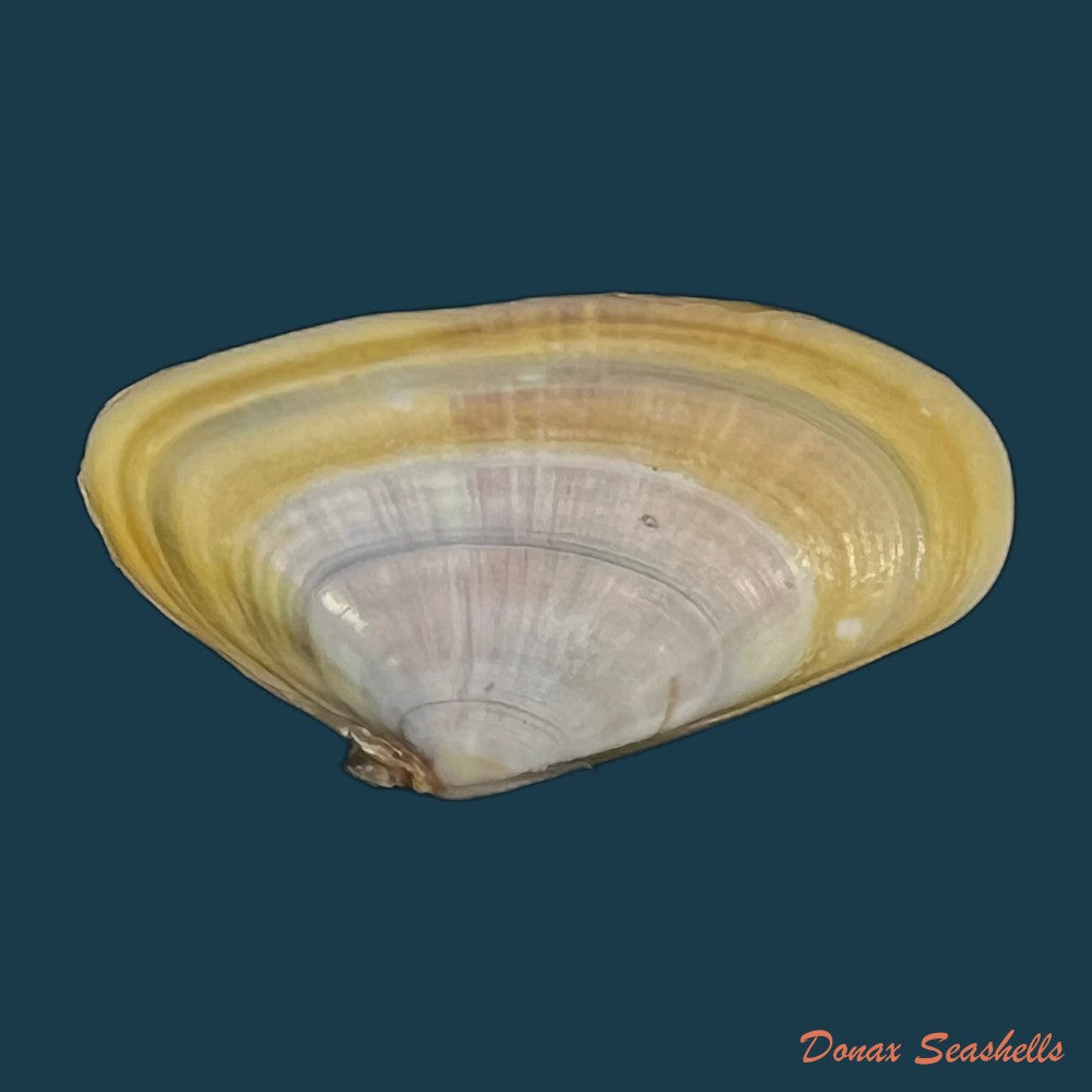 donax-trunculus-linnaeus-1758-29-8mm-copia