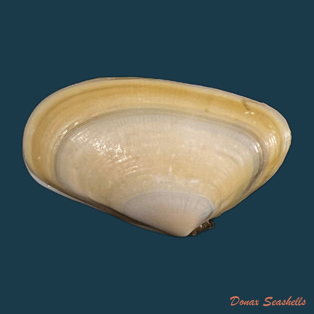 donax-trunculus-linnaeus-1758-33-2mm-copia