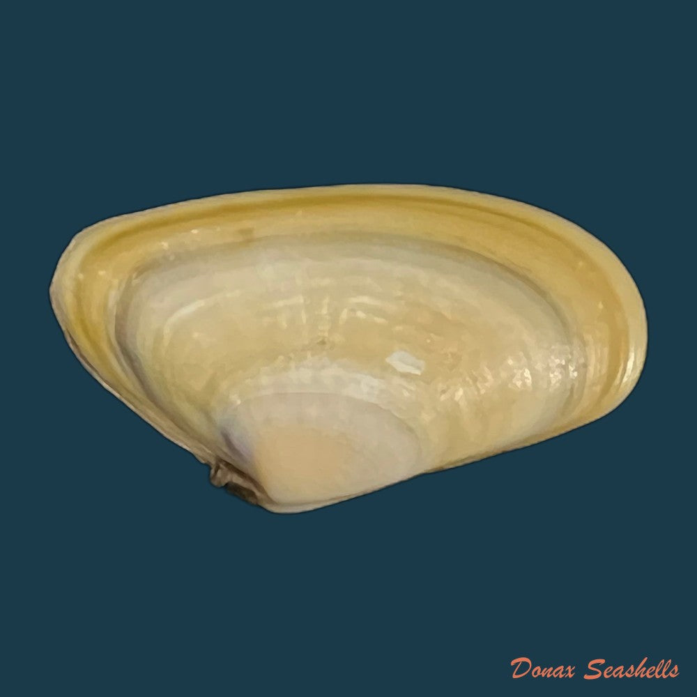 donax-trunculus-linnaeus-1758-33-2mm-copia