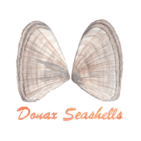 Donax Seashells