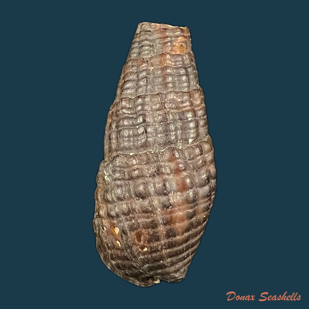 doryssa-cachoeirae-f-baker-1914-34-4mm-copia